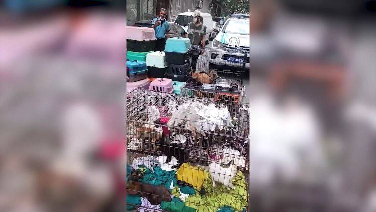 Dükkanda 85 kediyi alıkoydu rekor ceza yedi 3